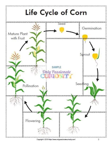 All About Corn Life Cycle Unit Studycornlife Cycle Study Unit