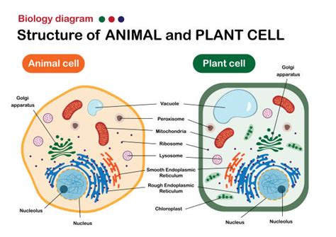 Plant Vs Animal Cell Video Animal Cell Aumsum Kids Science Education