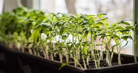 Hardening Off Plants And Seedlings