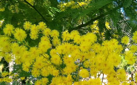 Árboles Con Alma Mimosa Plateada Acacia Dealbata