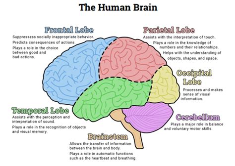 Parts Of The Brain Diagram And Function