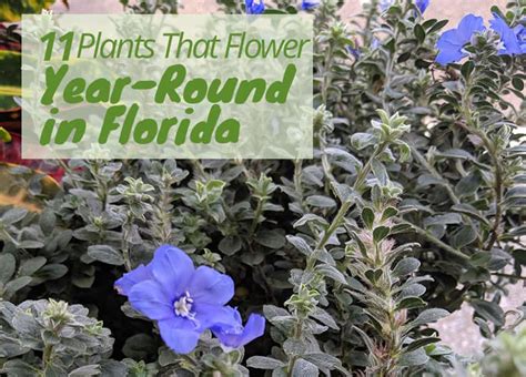 Plus they're simple to propagate, and are the perfect flowering houseplants goldfish plants are beautiful houseplants that flower all year round. Flowers that Bloom Year-Round in Florida in 2020 | Florida ...