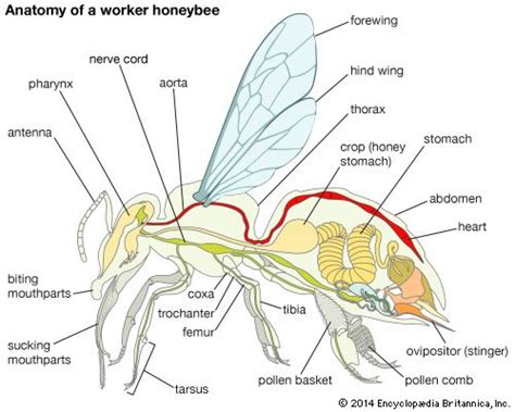 Honeybee Insect