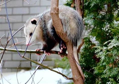 Lopossum De Virginie Sétablit En Montérégie Météomédia