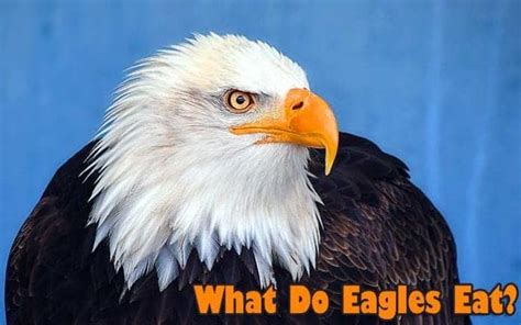 What Do Eagles Eat Eagles Diet By Types What Eats Eagles Unianimal