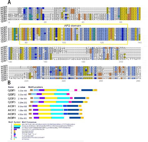 Multiple Sequence Alignment Of Cbfs Gene And Conservative Motif