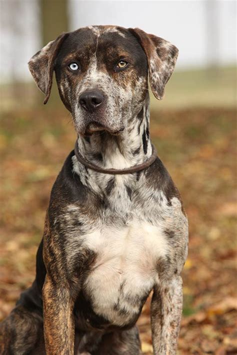 Well you're in luck, because here they come. Interested in the Catahoula Leopard Dog? Get the facts here!