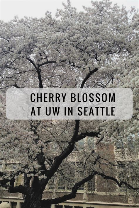Cherry Blossom At Uw In Seattle Urvis Travel Journal