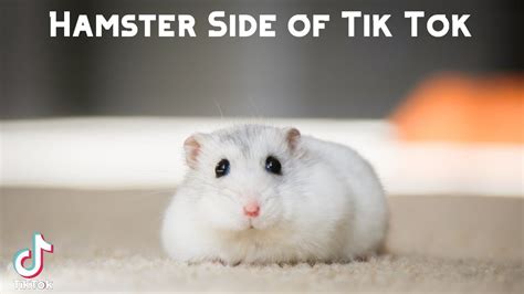 Hamster Side Of Tik Tok Youtube