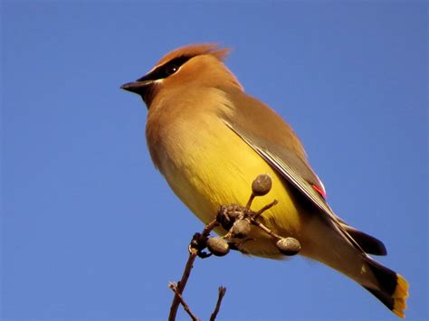 Se Texas Birding And Wildlife Watching February 2014