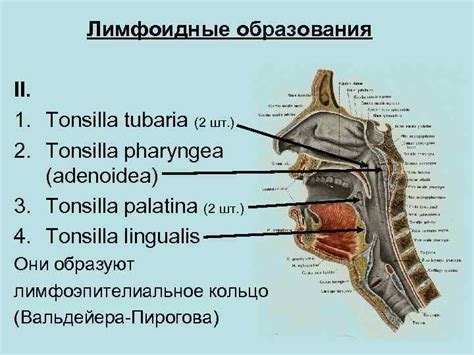 Лекция 20 Функциональная анатомия лимфатической системы Systema