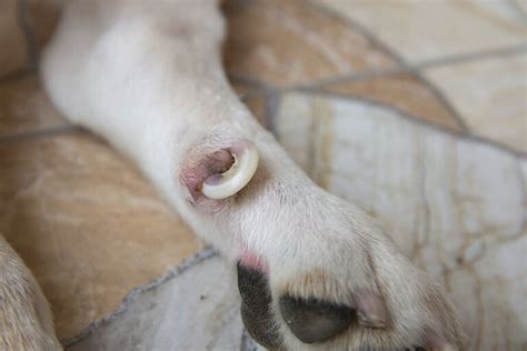 Dog Chewing Paws Why Dogs Chew Their Paws And How To Stop Them