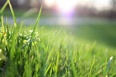 How To Control Winter Grass Poa Annua Lawnpride Australia