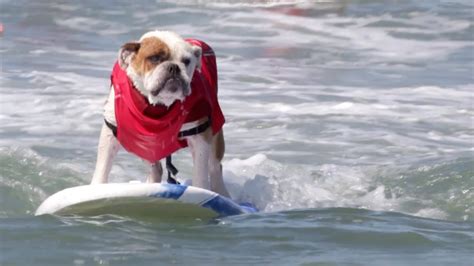 Dog Surfing Competition Will Make You Smile Youtube
