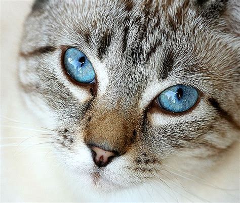 Traditional Lynx Point Siamese By Lynette S Via Flickr Beautiful