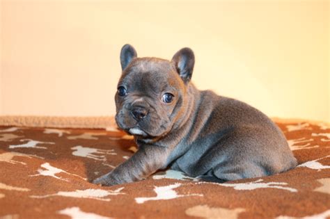 We are recognized as one of the top reputable english bulldog breeders in the country. View Ad: French Bulldog Litter of Puppies for Sale near ...