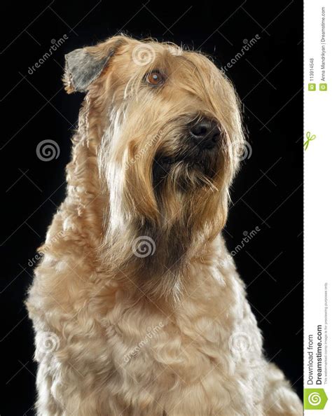 Although they are intelligent and pick up on things quickly, they are also wheatens respond best to positive training techniques that focus on rewards and praise. Irish Soft Coated Wheaten Terrier Dog On Isolated Black ...