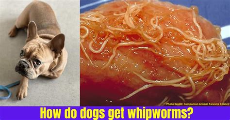 How Do Dogs Get Whipworms Treatment And Prevention