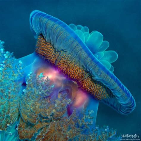 3144 Best Images About Underwater Marvels On Pinterest