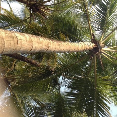 Big Indian Palm Trees On The Coast Last Season 4 Stock Photo Image