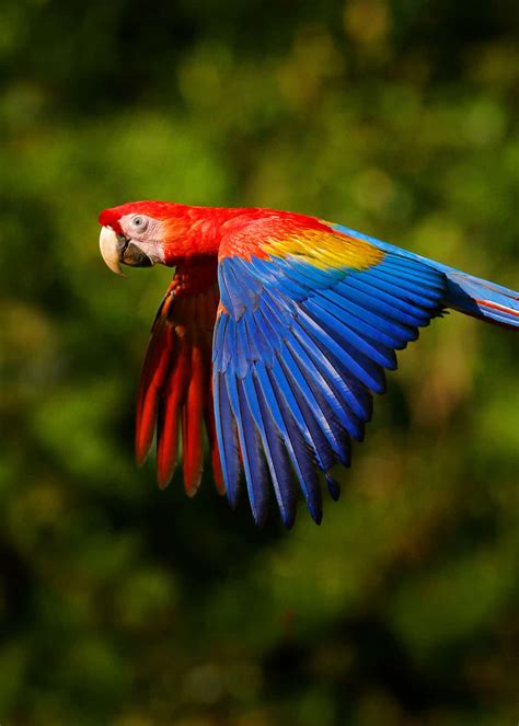22 Scarlet Macaw Facts Guide To The Beautiful Ara Macao Animal Zone