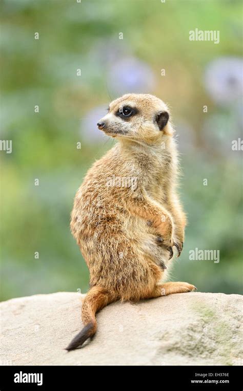 Meerkat Full Body Portrait Hi Res Stock Photography And Images Alamy