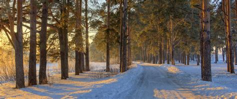 Nature Landscape Morning Sunlight Forest Road Winter Snow