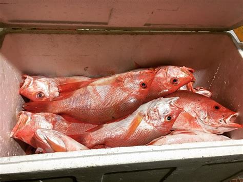 Masukkan ikan goreng dan tutup wajan, agar meresap ke dalam ikan. Ikan Kuah Kuning, Paling Maknyus dari Maluku Utara ...