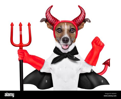 Devil Dog Behind A Blank White Banner Stock Photo 163501197 Alamy