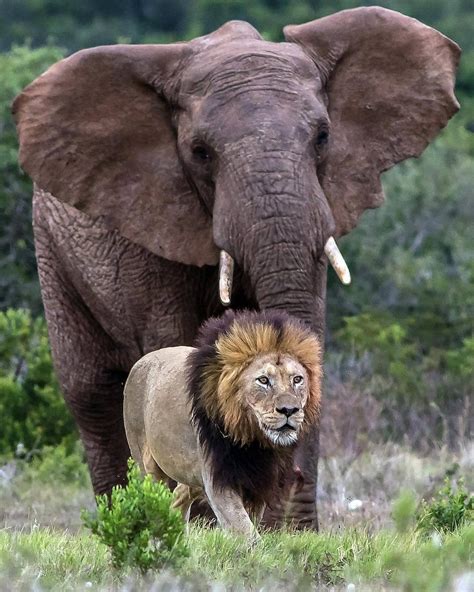 When Africa’s most apex predator gets chased away by a herbivore 🐘 🦁 Or