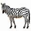 Zebra PNG Image