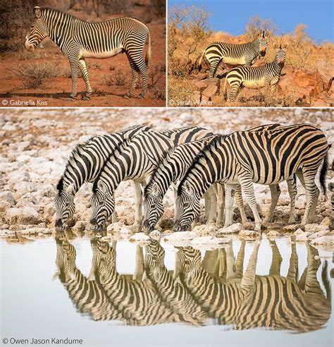 Zebra Africa Geographic