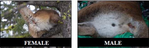 Some female cats spray while in heat, while some male cats have been known to be more affectionate. MLF Feature: Lion ID Guide