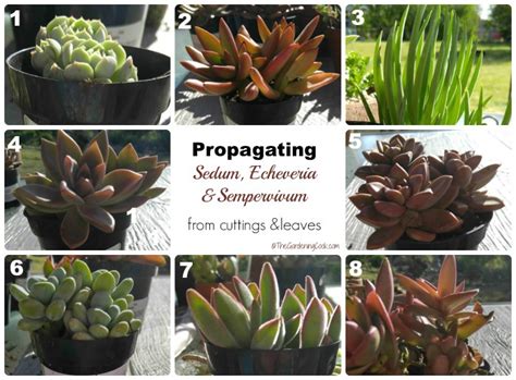 Check spelling or type a new query. Propagating Succulent Leaves - Tips for Propagating Succulents
