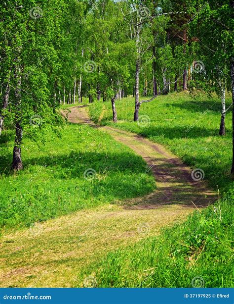 Footpath In The Green Summer Forest Stock Image Image Of Beautiful