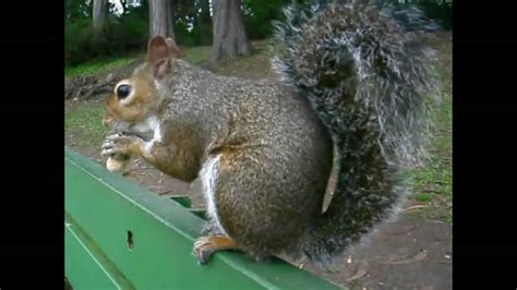 Nutty Squirrels Youtube