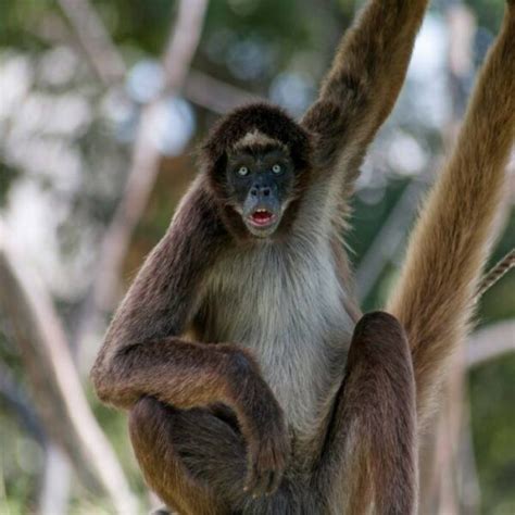 Spider Monkey For Sale Archives - All Exotic Pets
