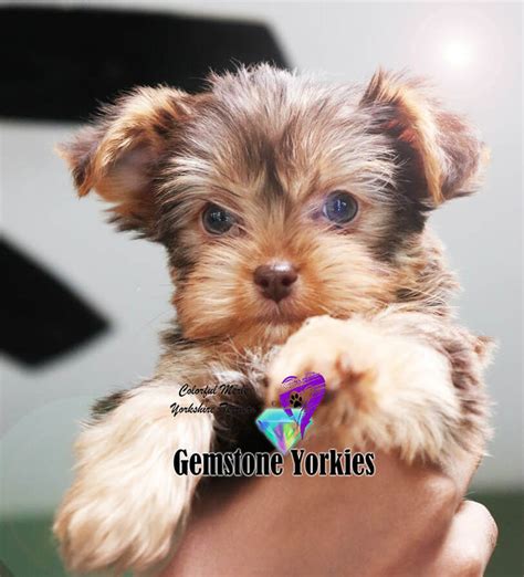 Exotic Chocolate Yorkies For Sale California Green Eyed Choco Yorkie Terrier Puppies