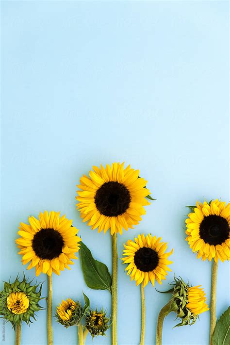 Find images of sunflower background. Sunflowers On A Blue Background by Ruth Black - Sunflower ...