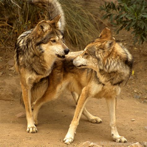 Mexican Gray Wolves Mating Mira Terra Images Travel