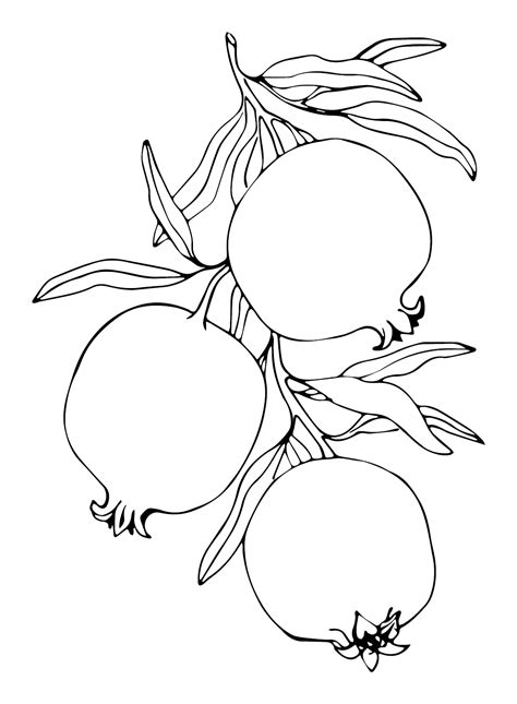 Three Pomegranates Coloring Page Free Printable Coloring Pages