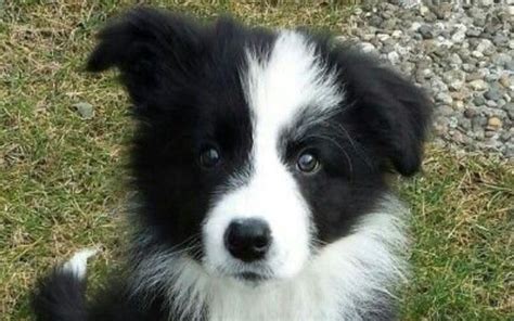 14 Signs You Are A Crazy Border Collie Person The Dogman