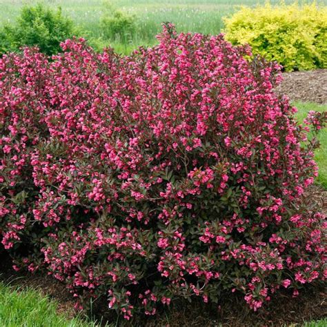 Wine And Roses® Weigela Shrubs For Sale