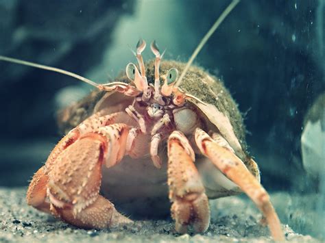New Study Shows That Hermit Crabs Get Wicked Horny At Plastic Waste