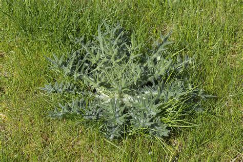 Spear Thistle In A Lawn Stock Image C0437163 Science Photo Library