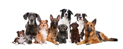 Welke Hondenras Past Bij Mij Een Gemengd Hondenras Consumentenhond