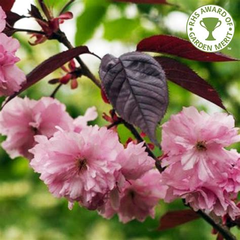 Prunus Royal Burgundy Buy Flowering Cherry Blossom Trees