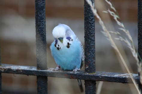 13 Types Of Budgie Colors Varieties And Mutations With Pictures Pet Keen