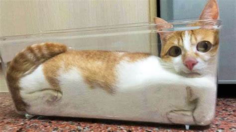 Cập Nhật 700 Những Hình ảnh Chú Mèo Hài Hước Nhất Mới Nhất 2023
