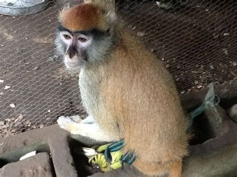 Common Animals In Nigeria Monkey Animals Around The Worlds